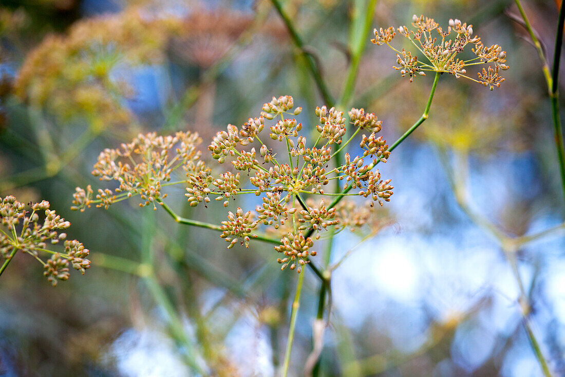 Foeniculum vulgare