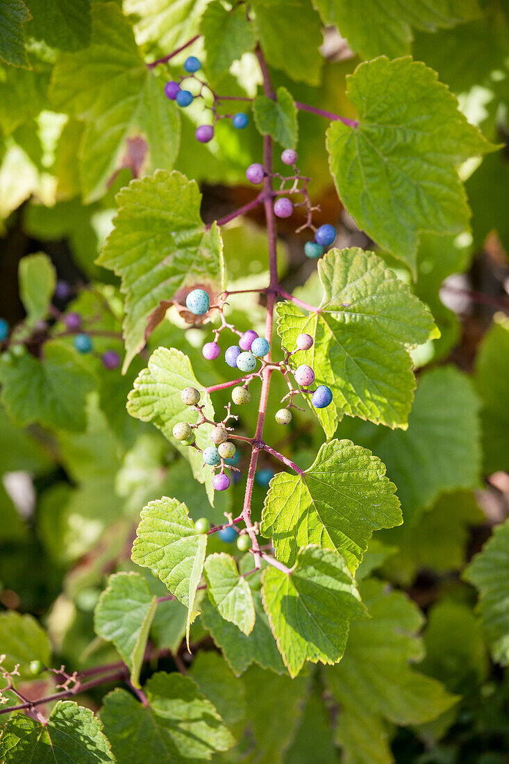 Vitis vinifera