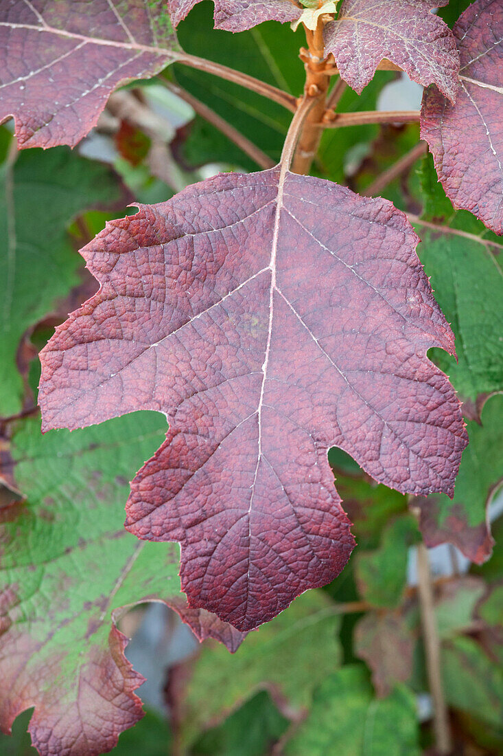 Hydrangea quercifolia 'Hovaria® Quercifolia'