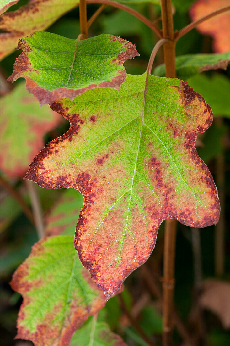 Hydrangea quercifolia 'Black Porch'