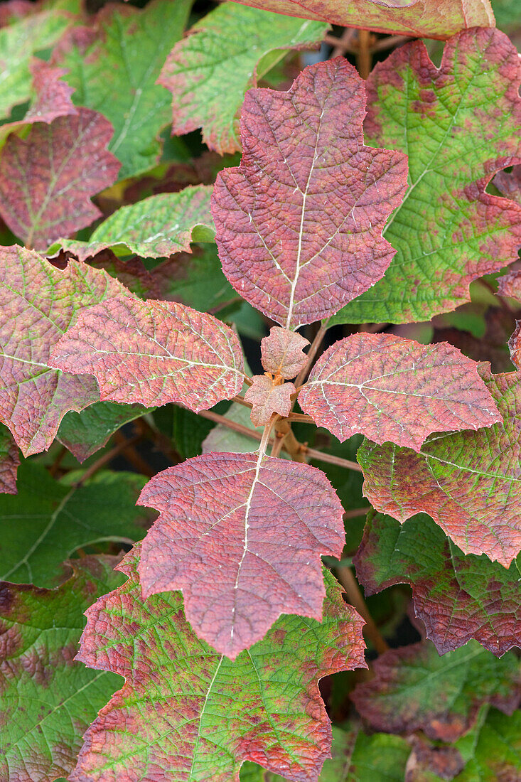 Hydrangea quercifolia 'Hovaria® Quercifolia'