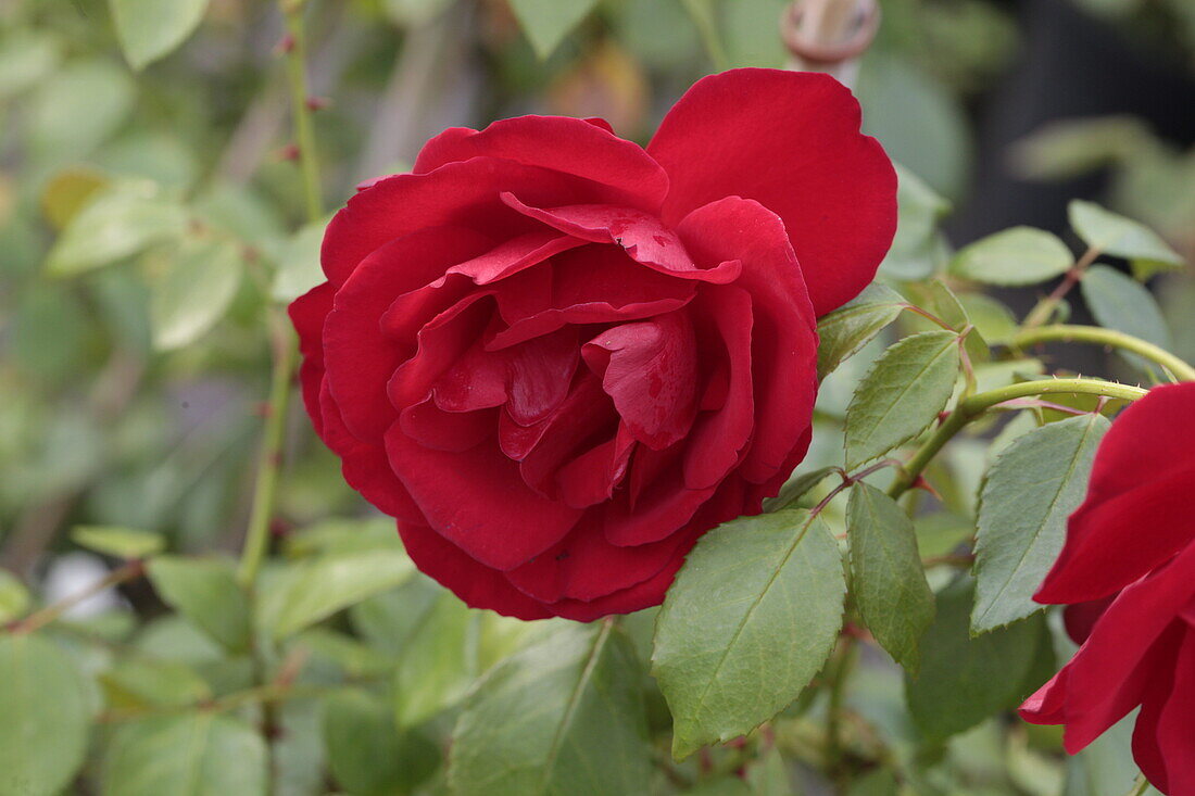 Rosa 'Grandhotel' ®