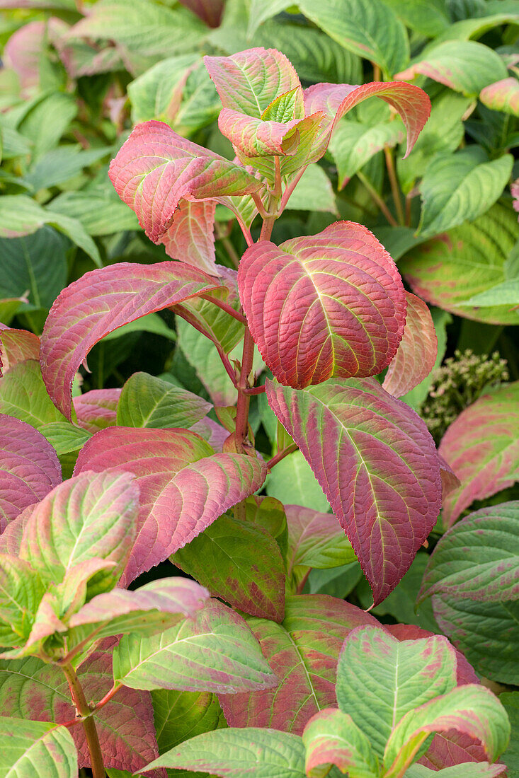 Hydrangea macrophylla