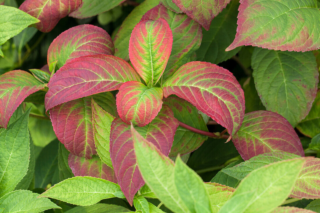 Hydrangea macrophylla