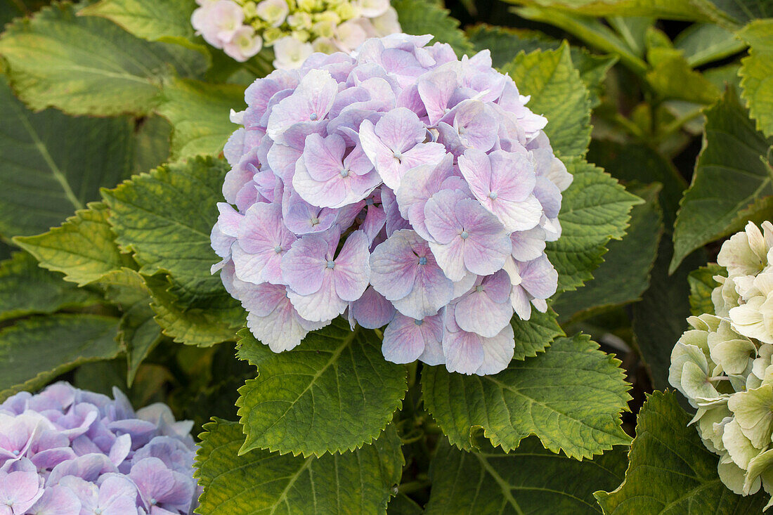 Hydrangea macrophylla