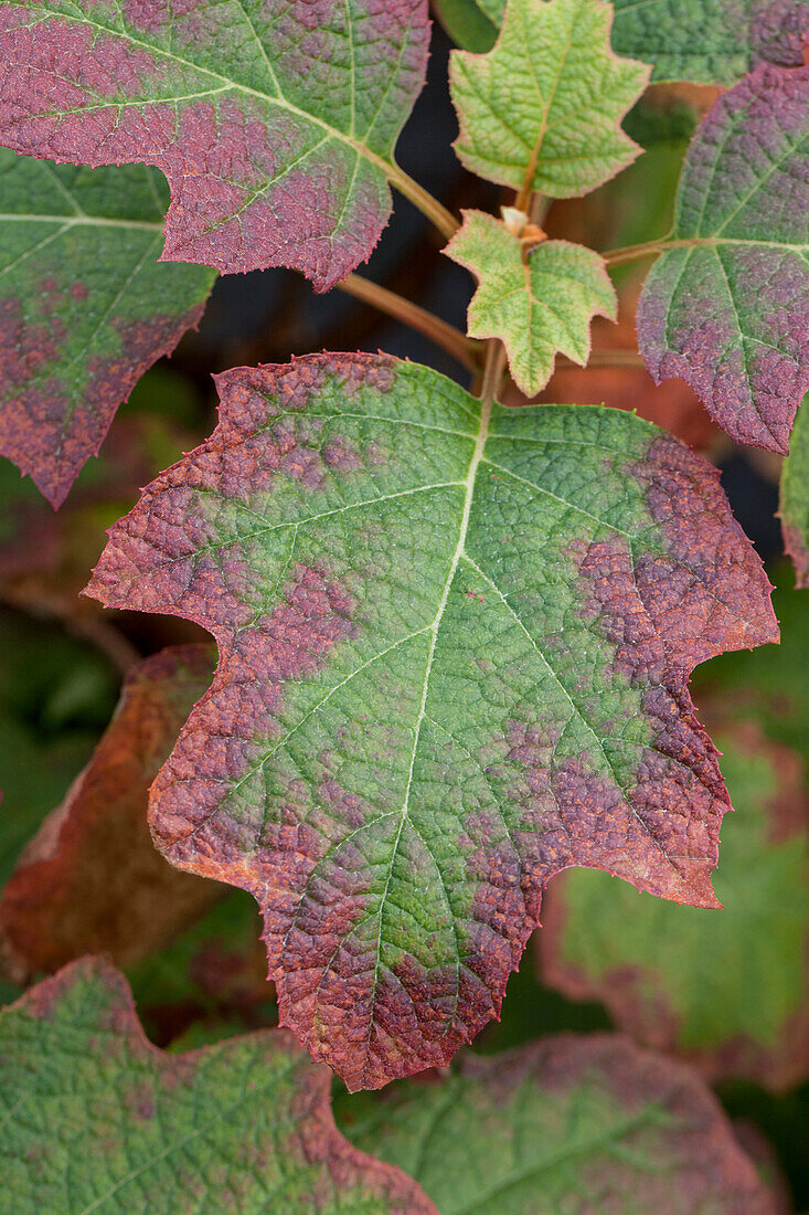 Hydrangea quercifolia Burgundy