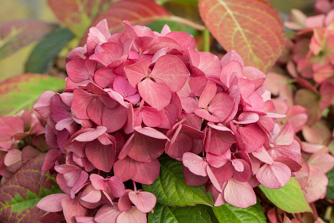 Hydrangea macrophylla 'Dark Angel® 