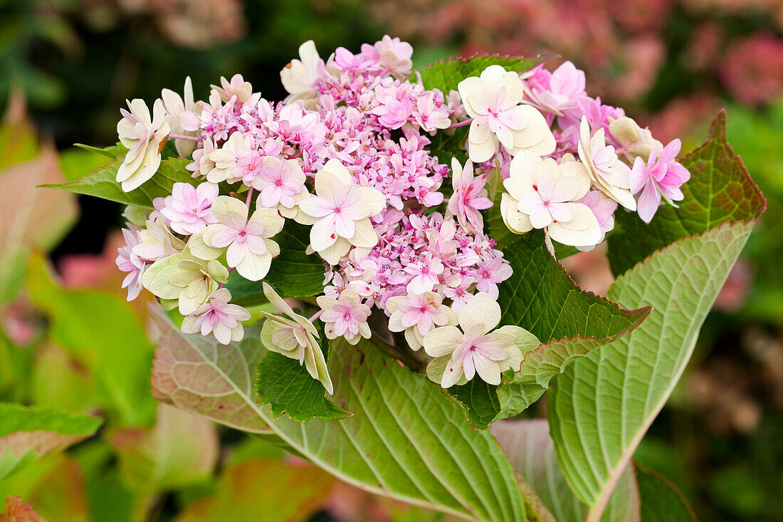 Hydrangea macrophylla