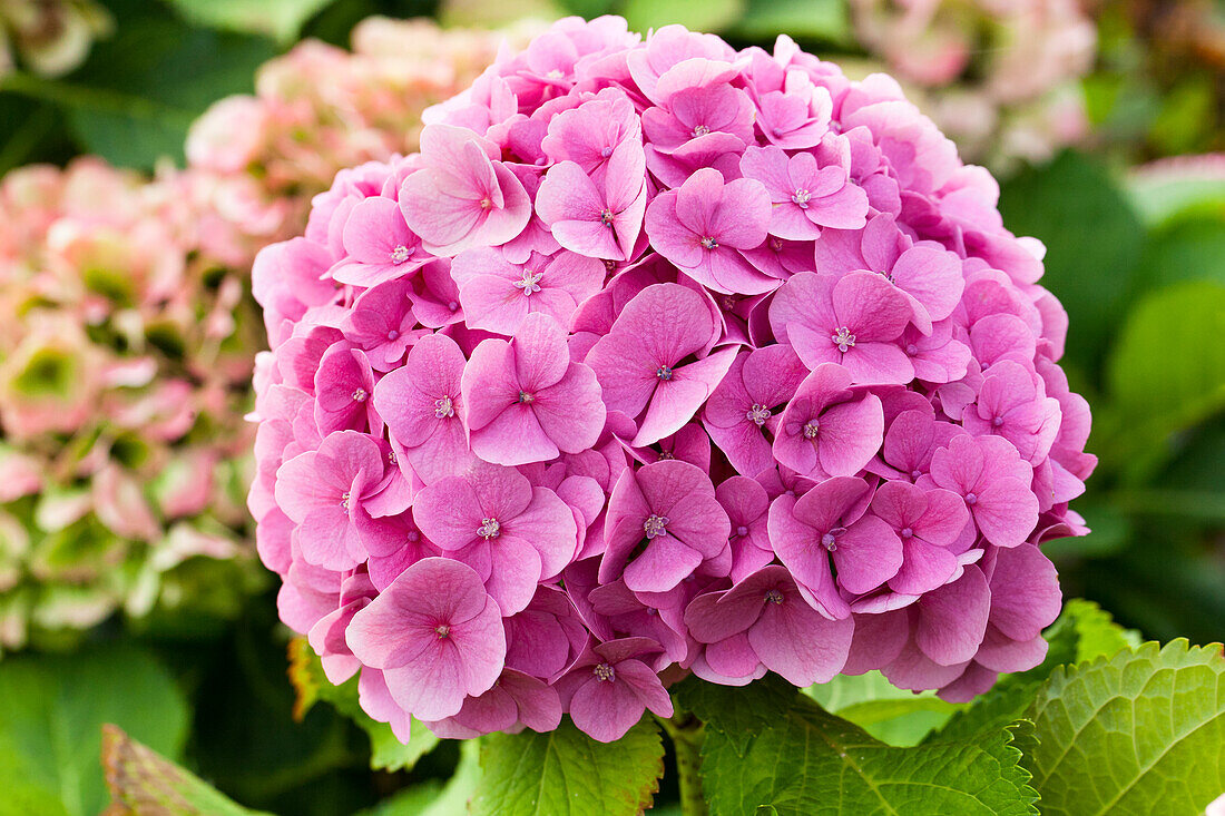 Hydrangea macrophylla