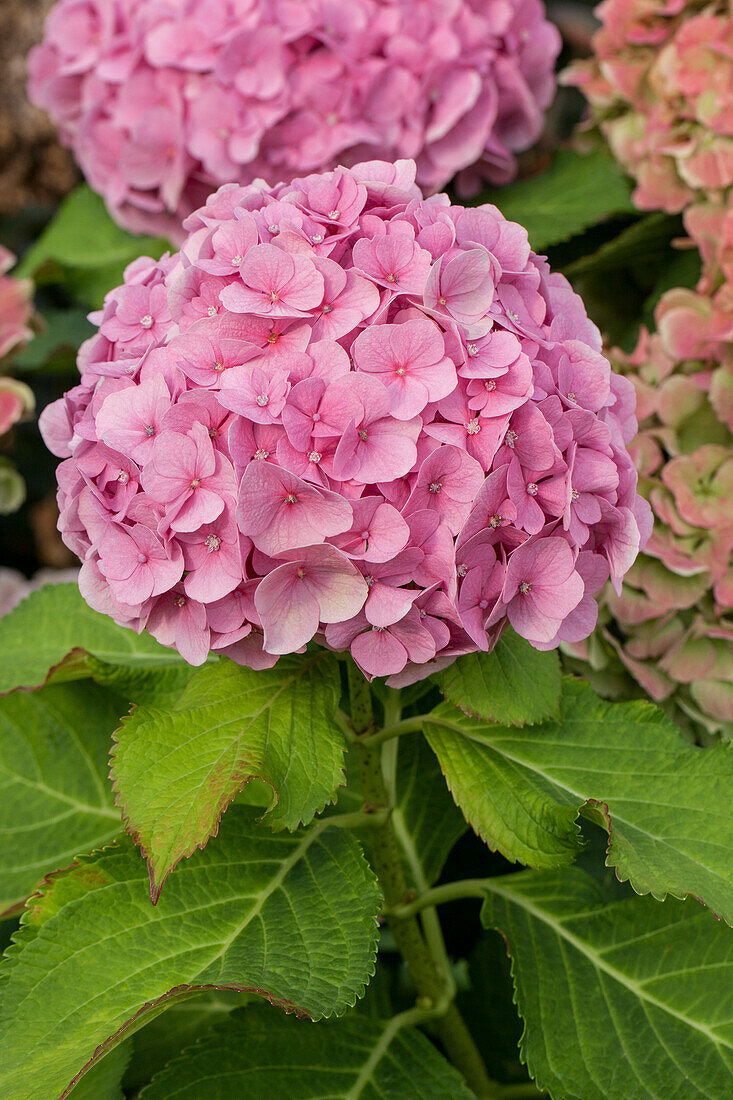 Hydrangea macrophylla