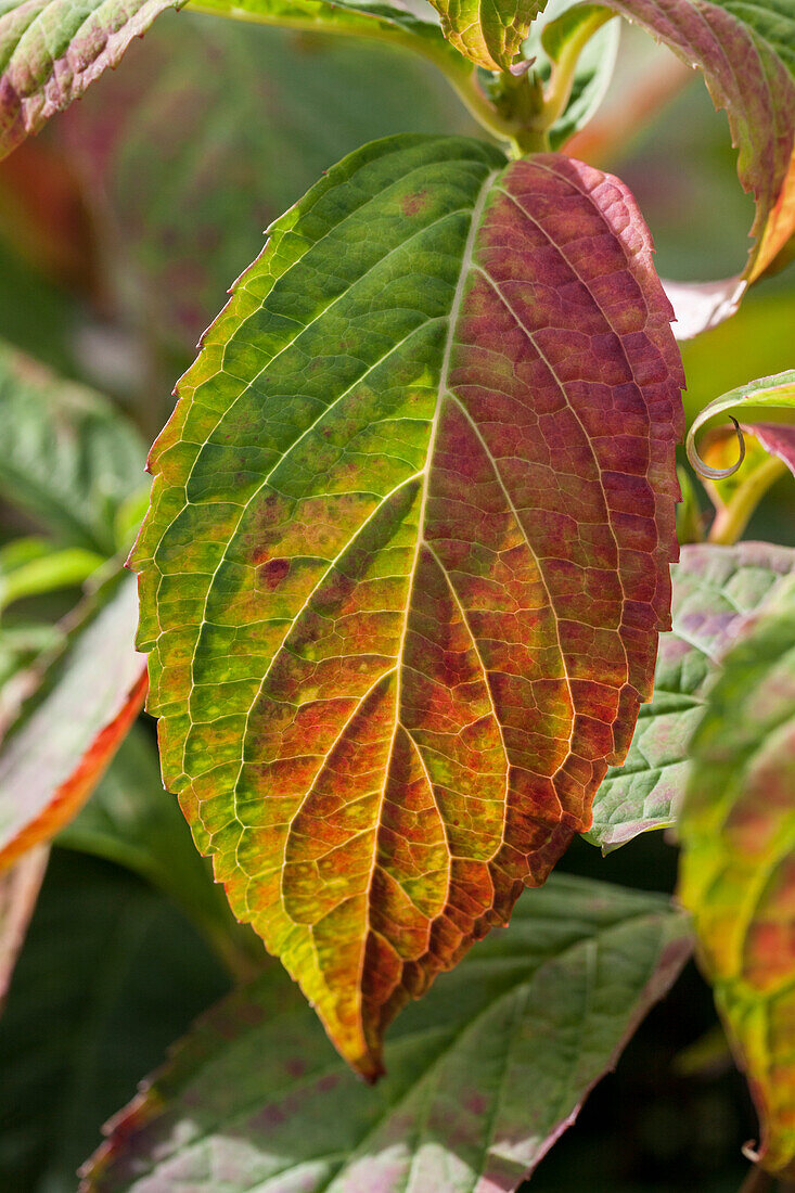 Hydrangea macrophylla