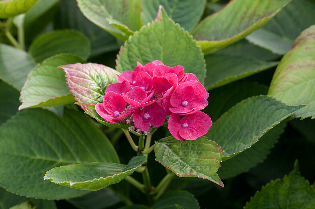 Hydrangea macrophylla