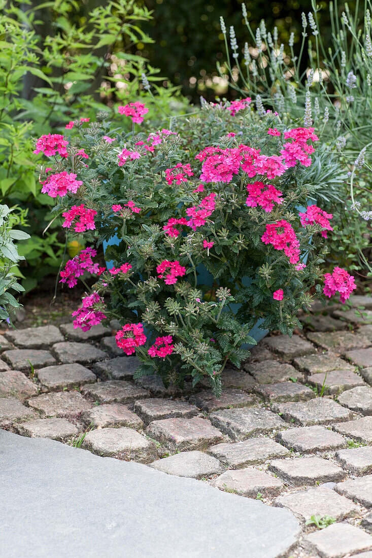 Verbena hybrid