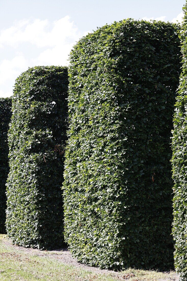 hedge