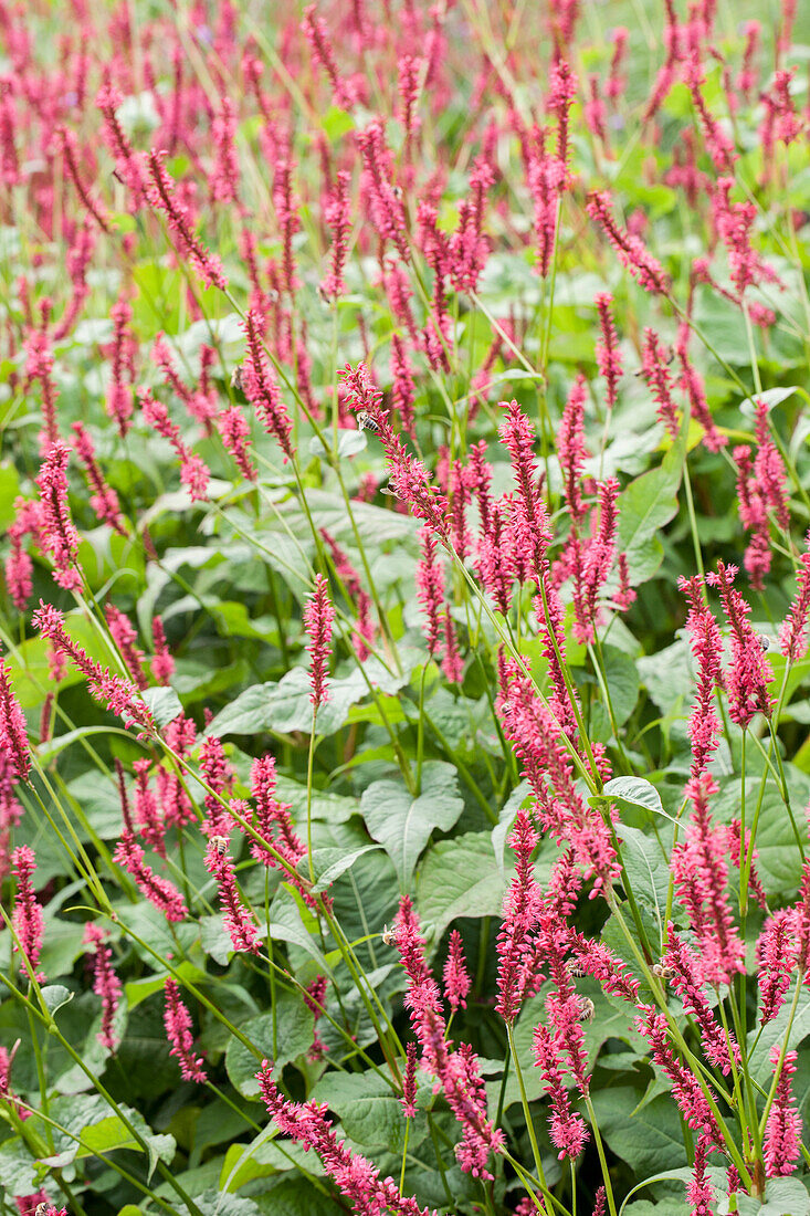 Persicaria orientalis Princess Feather