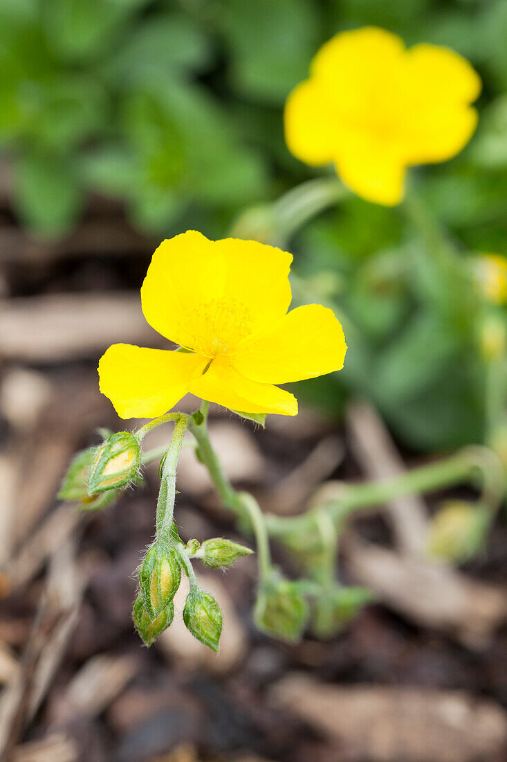 Helianthemum nummularium 'Sterntaler