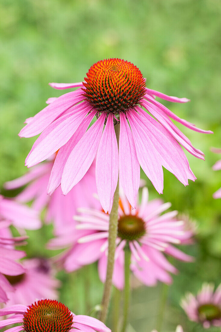 Echinacea purpurea 'Magnus'