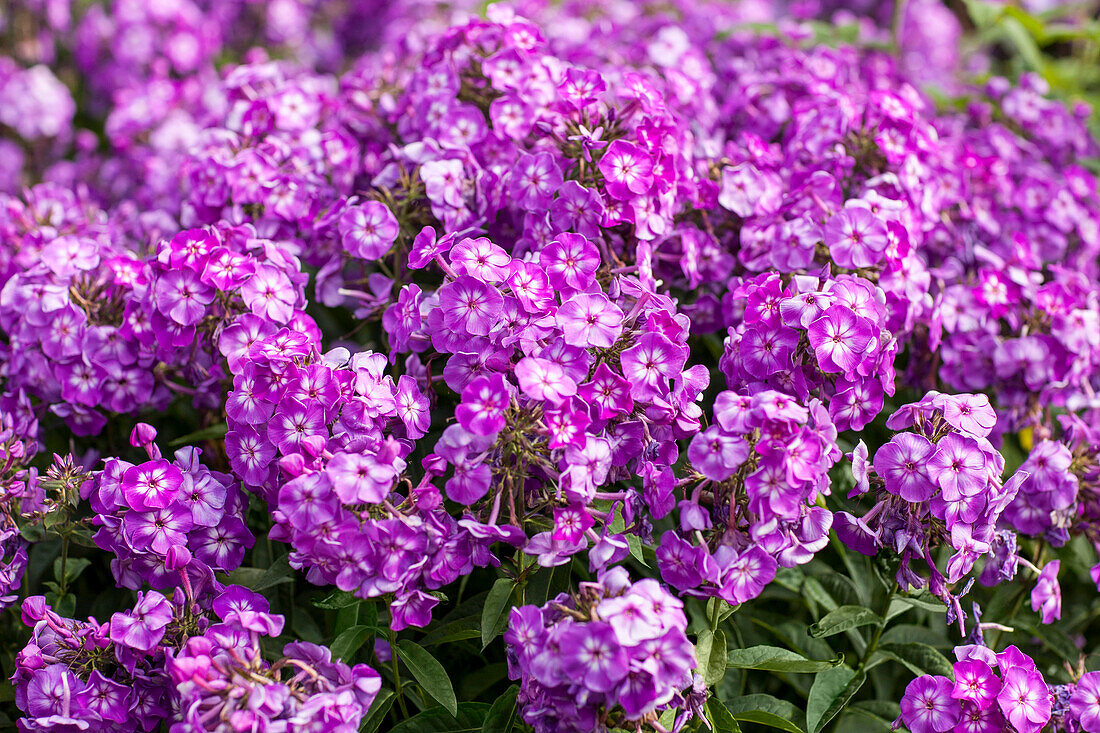 Phlox paniculata, purple