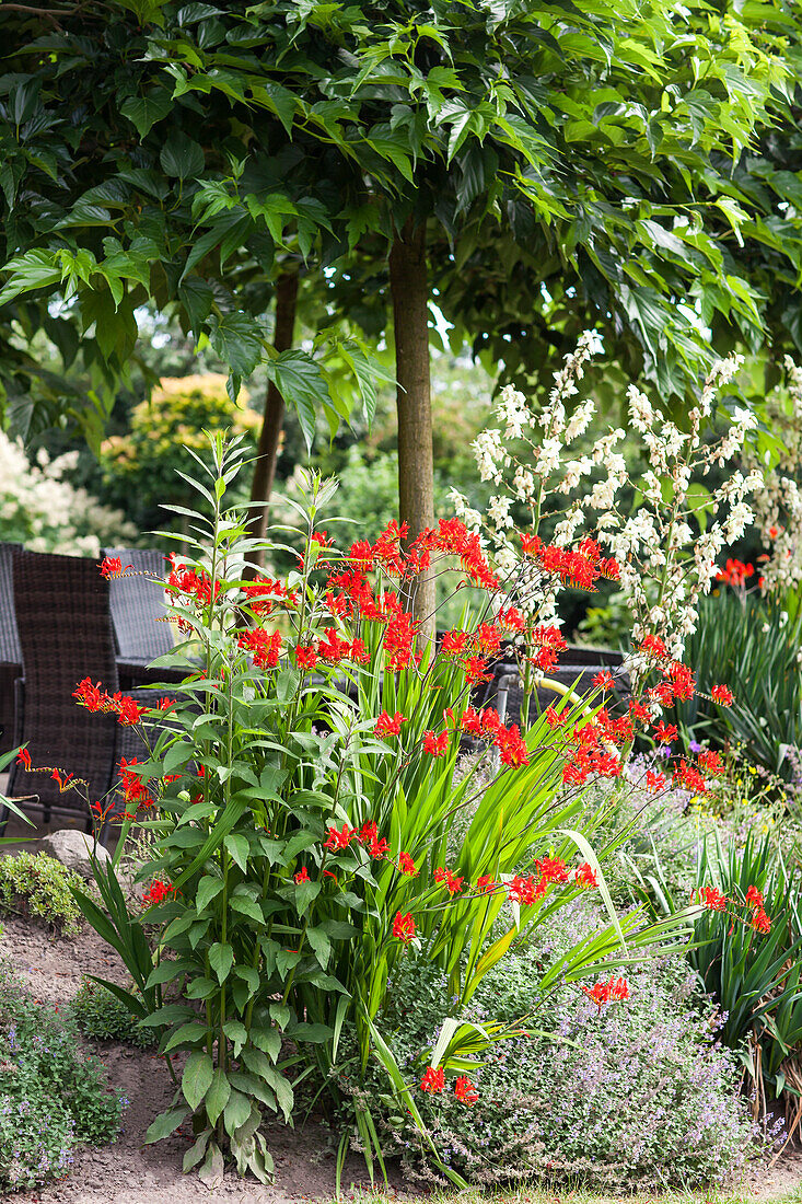 Crocosmia x crocosmiiflora, rot