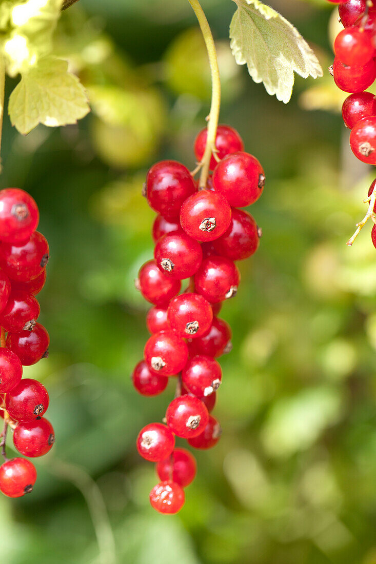 Ribes rubrum