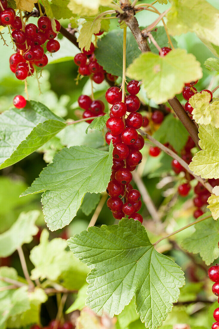 Ribes rubrum