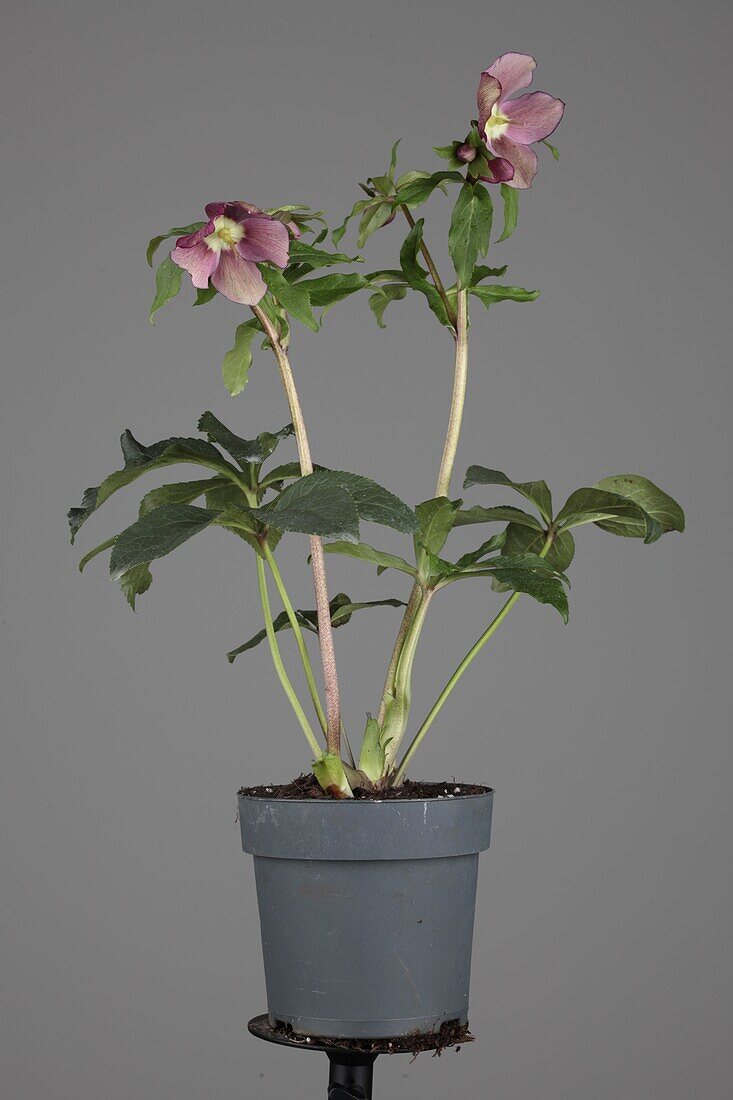 Helleborus niger