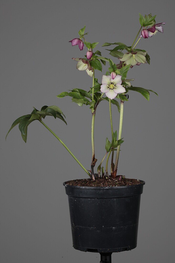 Helleborus niger