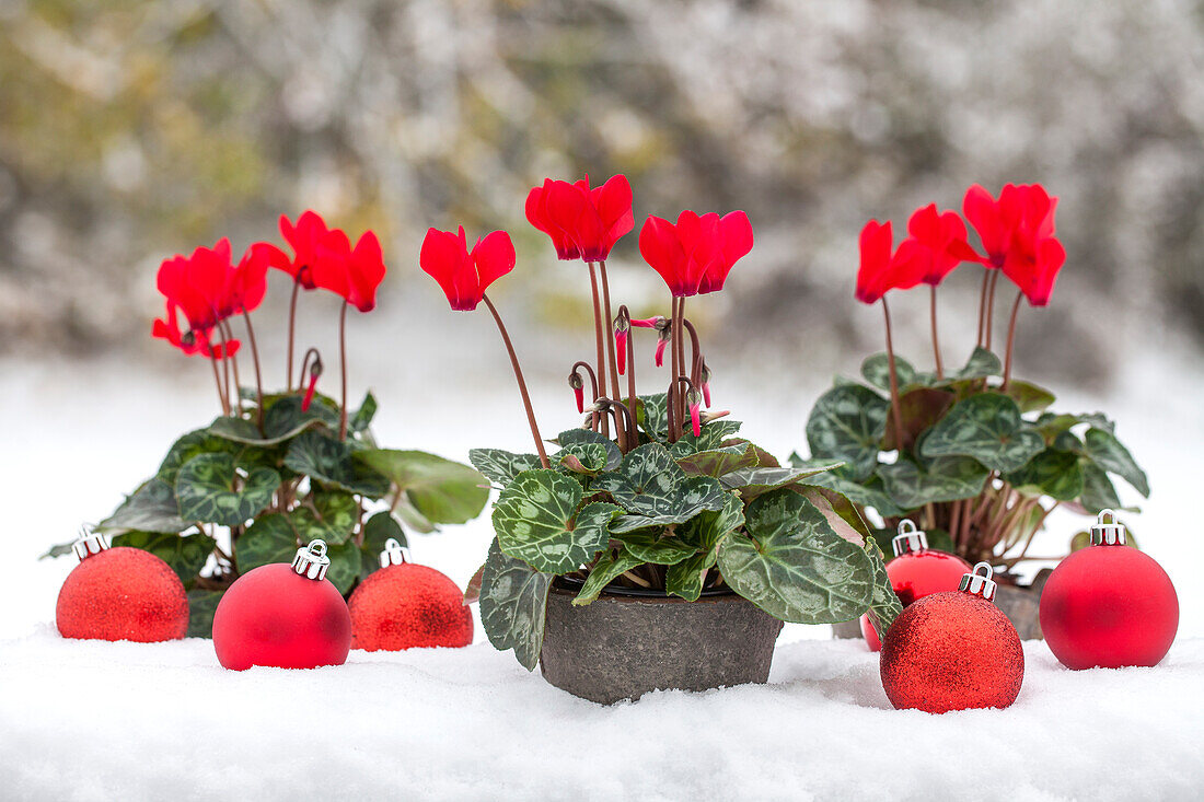 Cyclamen 'Midi Wella'