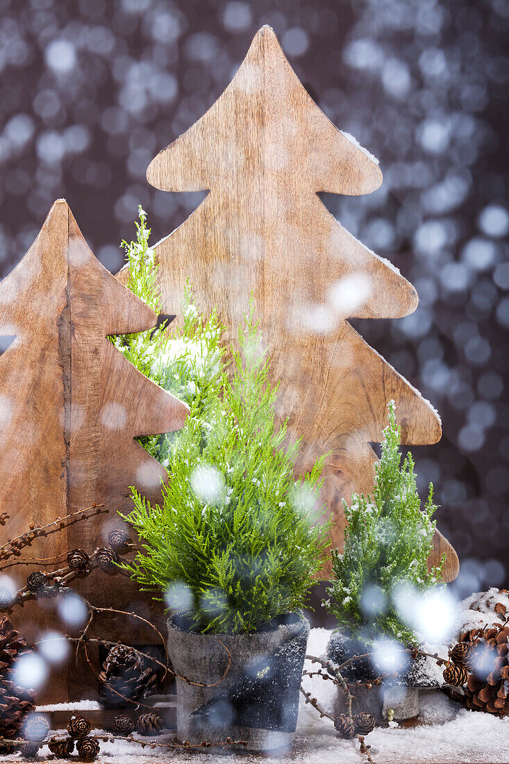 Thuja occidentalis, Cupressus macrocarpa