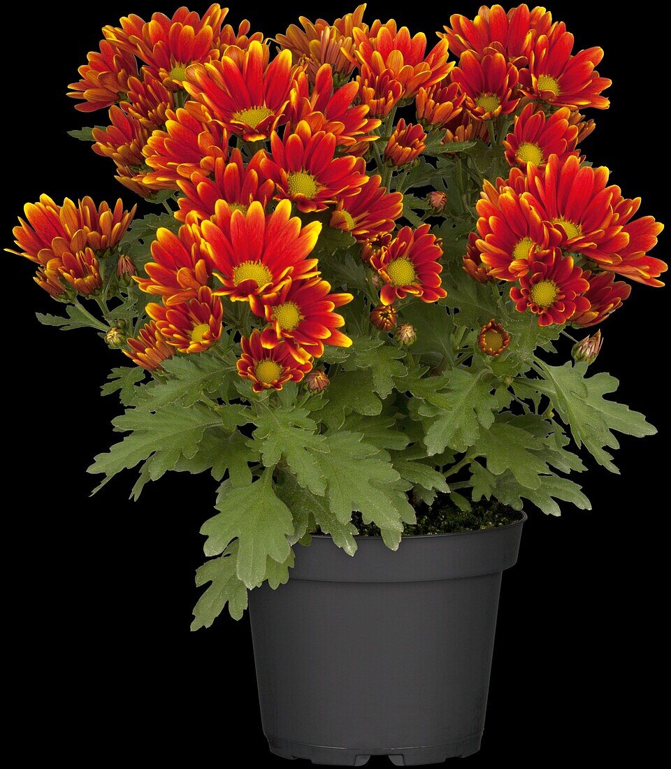 Chrysanthemum indicum Island-Pot-Mums 'Ipsili'(s)