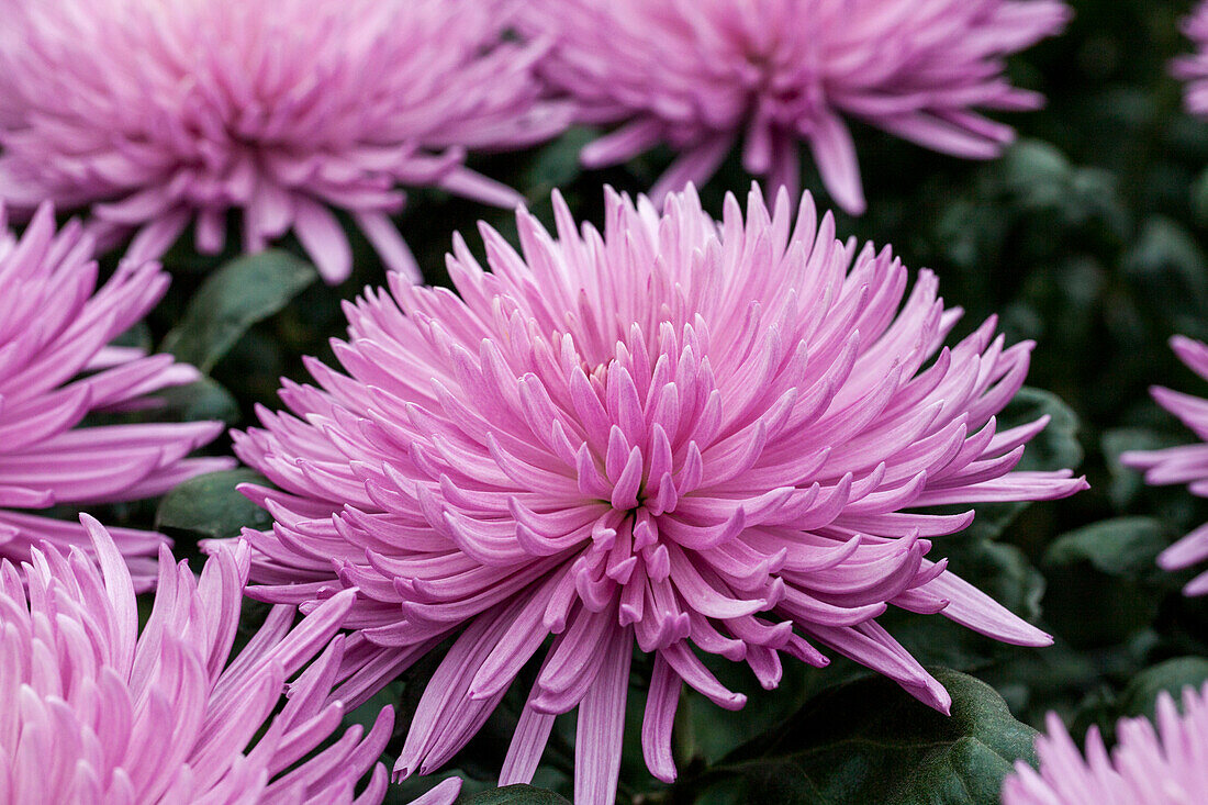 Chrysanthemum indicum 'Anastasia Lilac'(s)'.