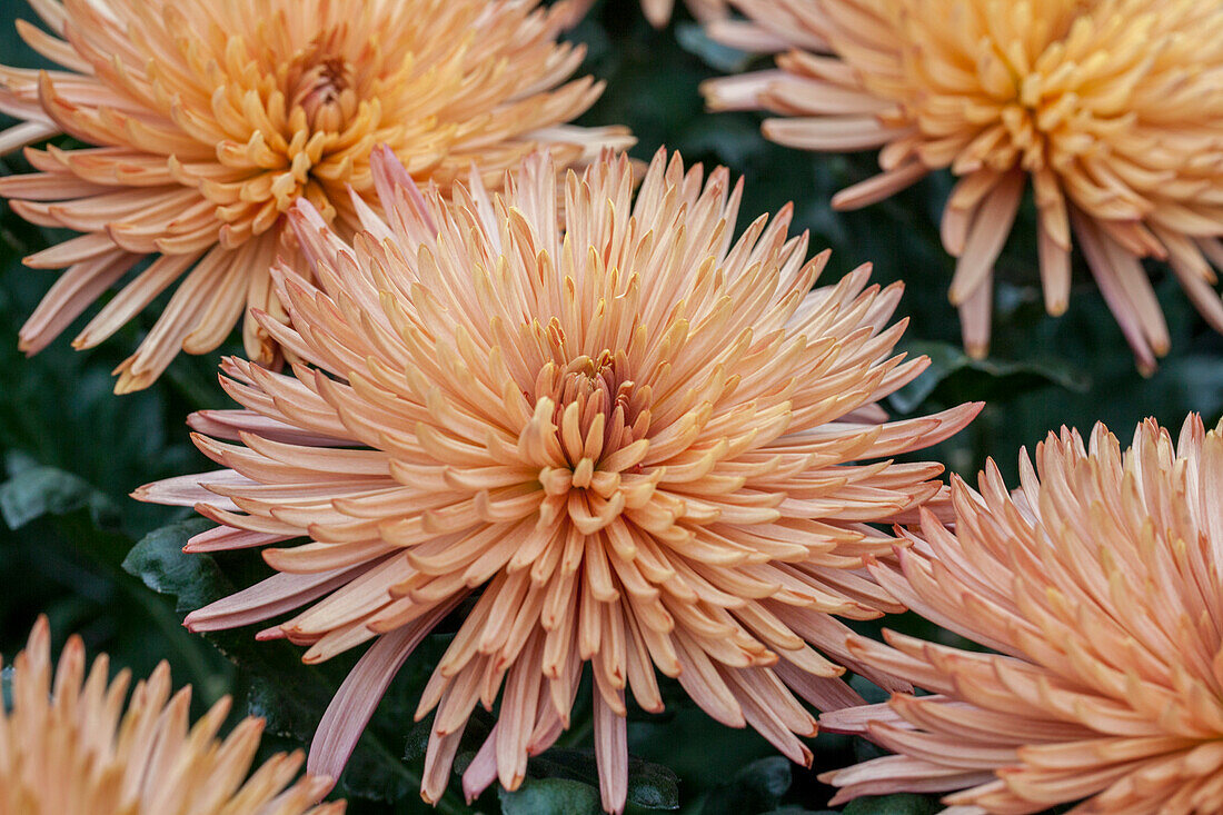 Chrysanthemum indicum 'Anastasia Dark Bronze'(s)