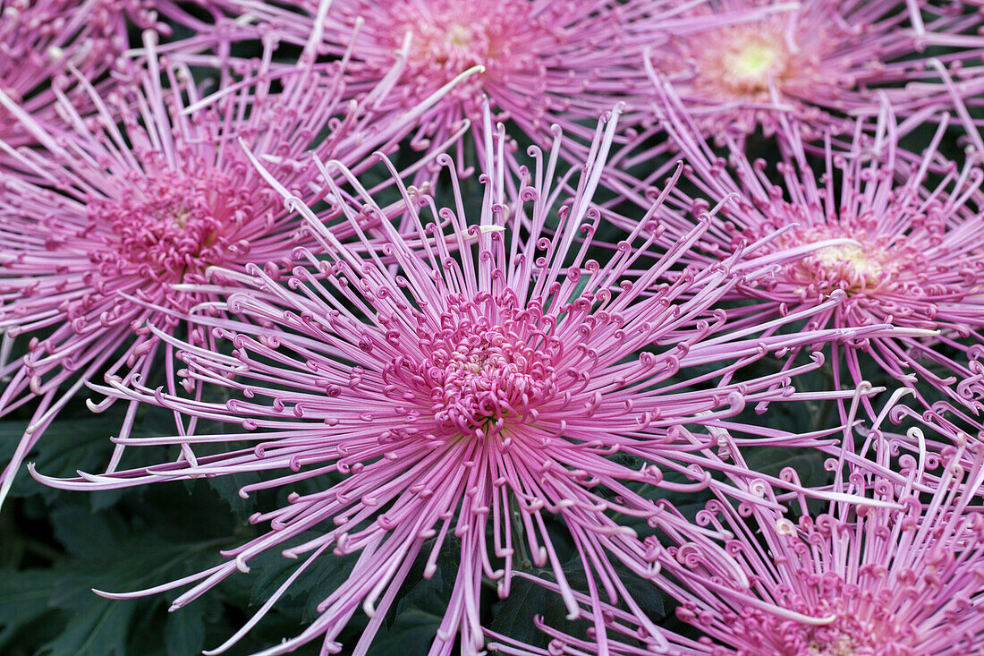 Chrysanthemum 'Asia-Cut Mums® Maxim Pink'(s)