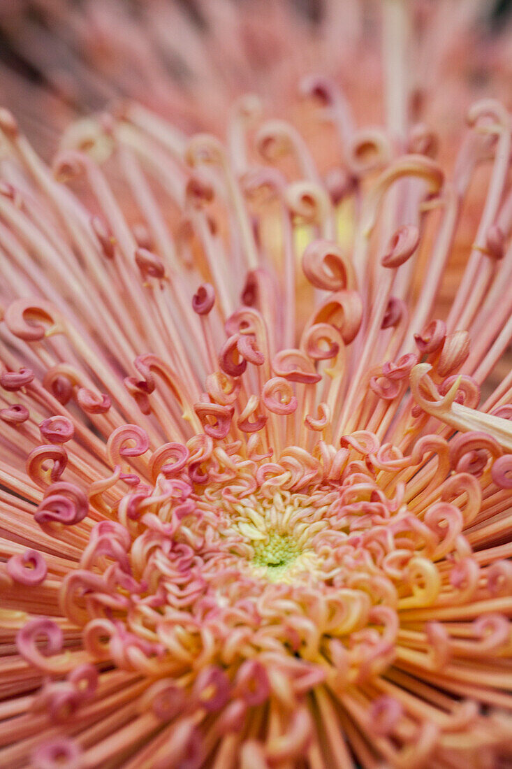 Chrysanthemum 'Asia-Cut Mums® Maxim Copper'(s)