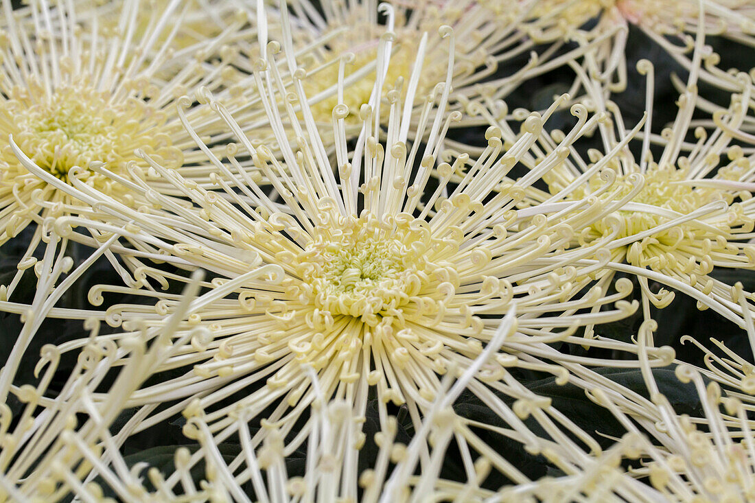 Chrysanthemum 'Asia-Cut Mums® Maxim Ivory'(s)