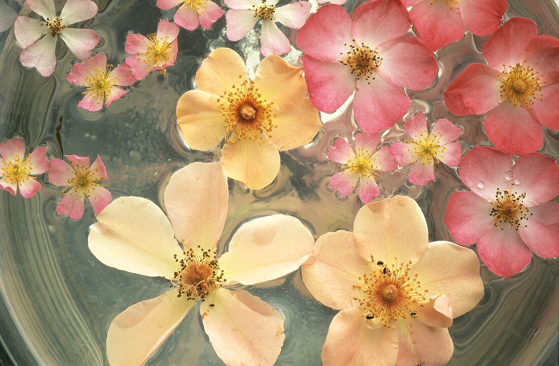 Rosenblüten in einer Schale mit Wasser