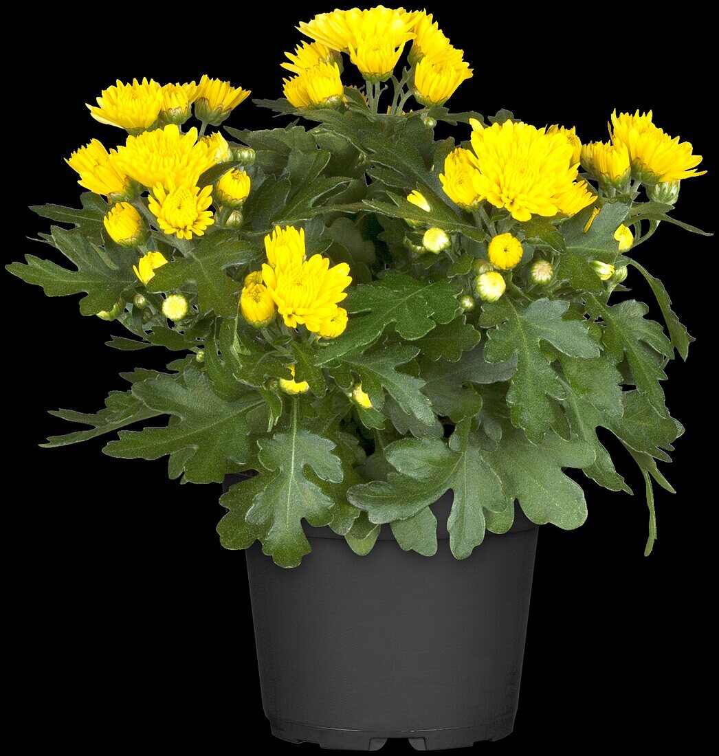 Chrysanthemum indicum, yellow