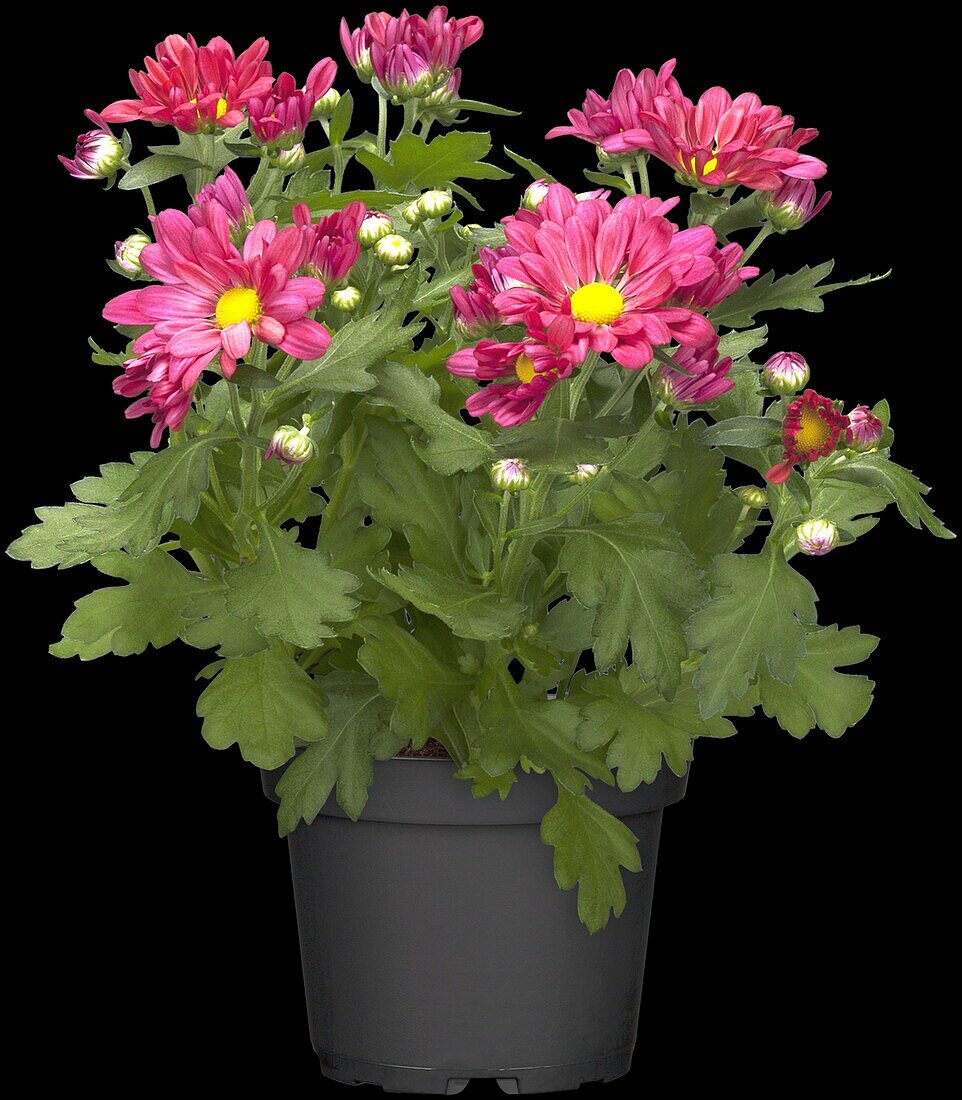 Chrysanthemum indicum