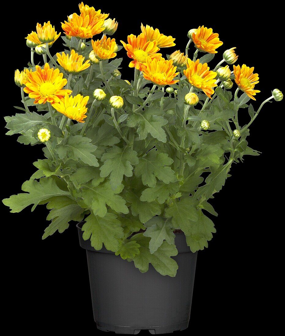 Chrysanthemum indicum, orangefarben