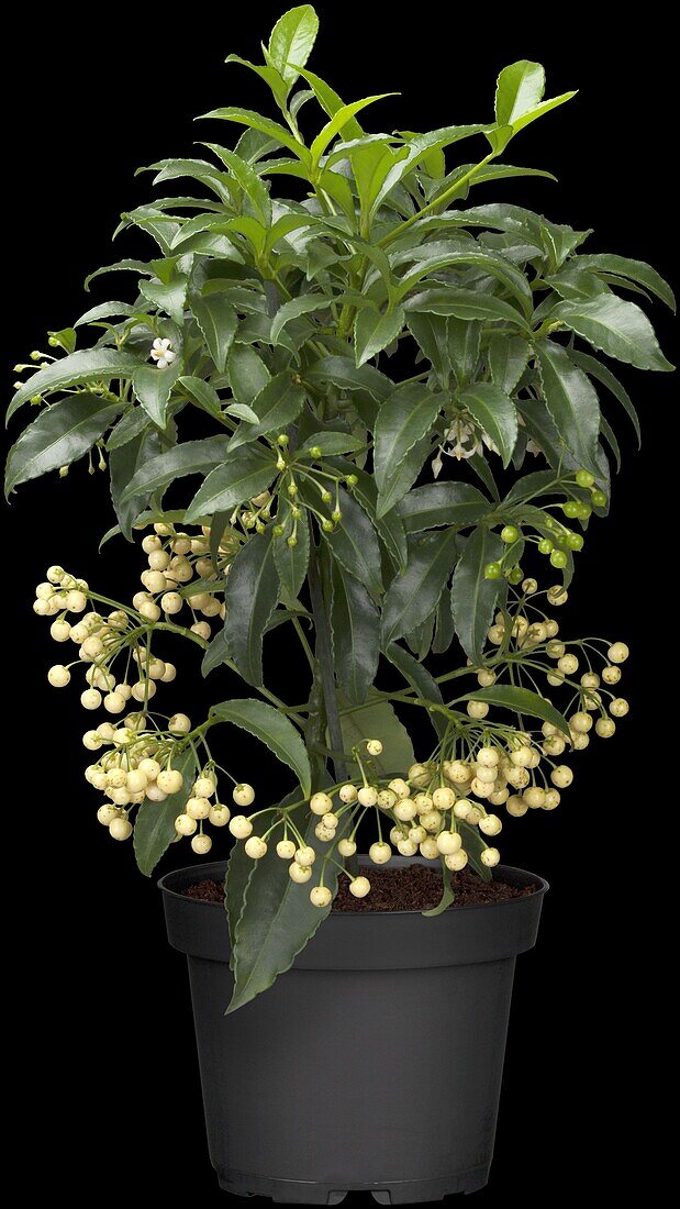 Ardisia crenata