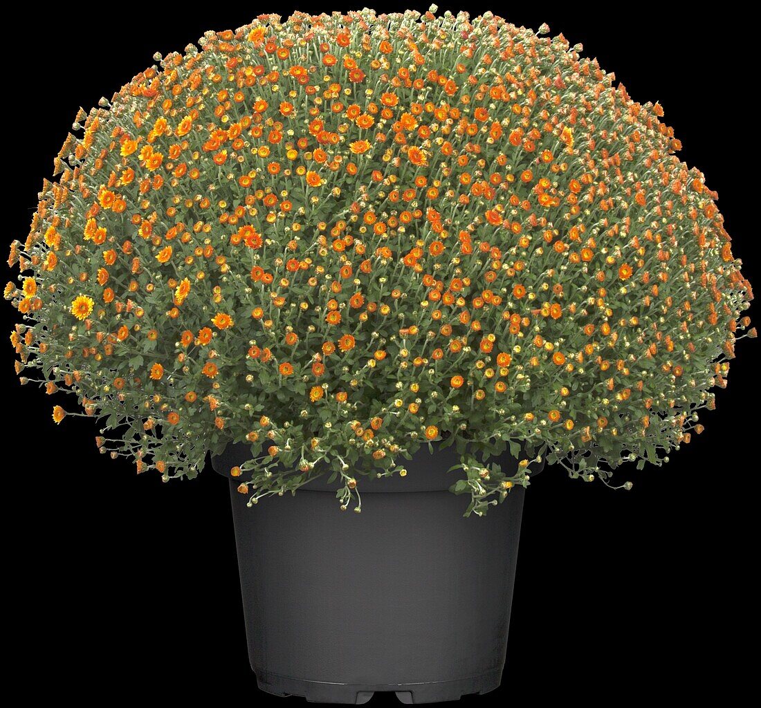 Chrysanthemum indicum, orange coloured