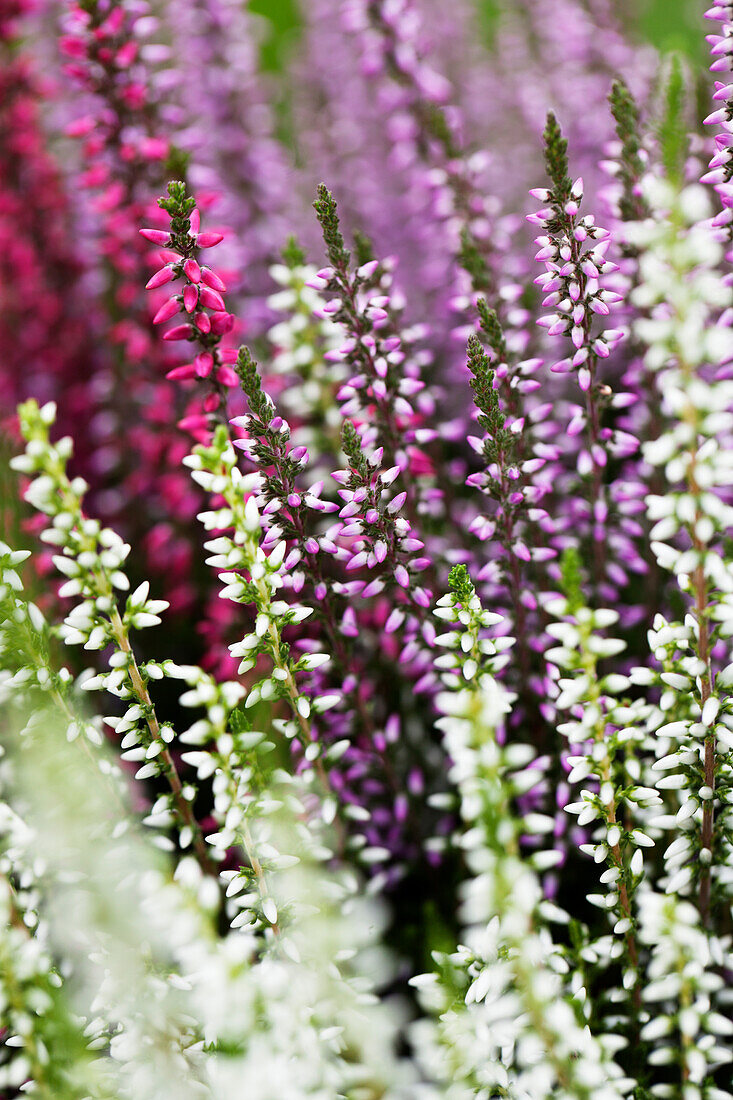 Calluna vulgaris Trio-Girls®