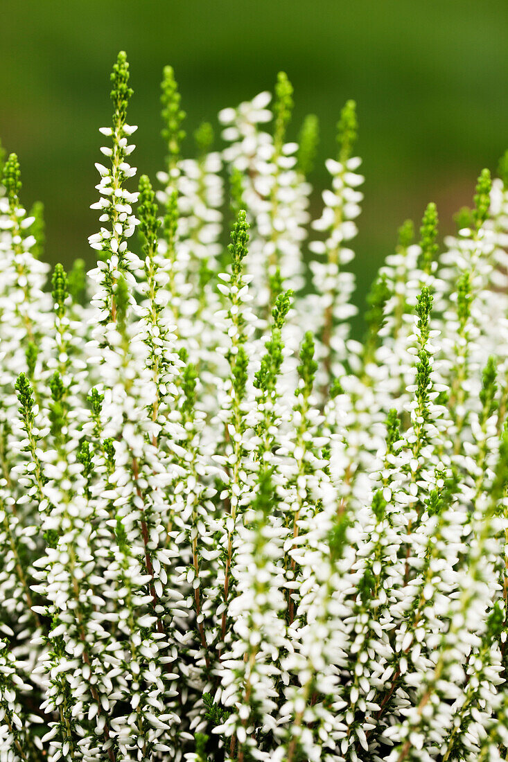 Calluna vulgaris Gardengirls® 'Alicia'(s)