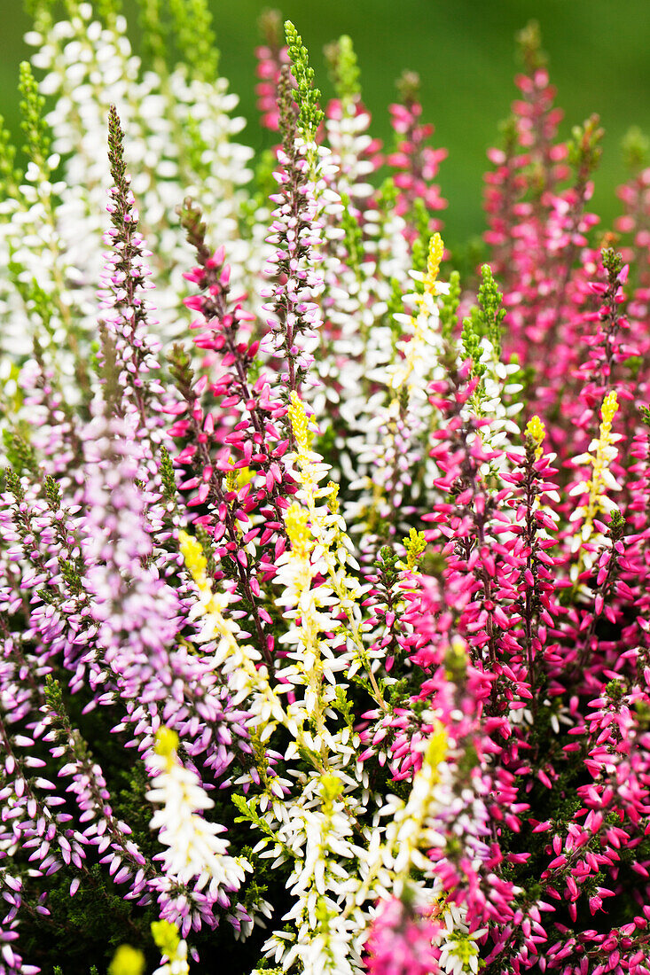 Calluna vulgaris Quattro-Girls®