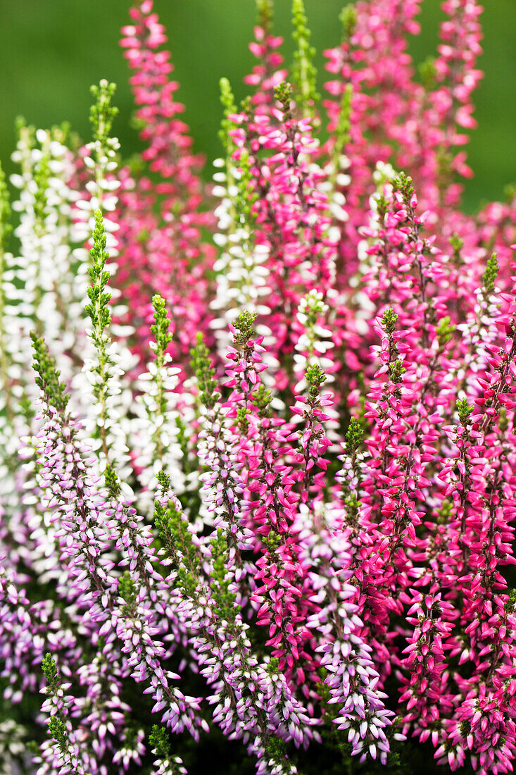 Calluna vulgaris Quattro-Girls®