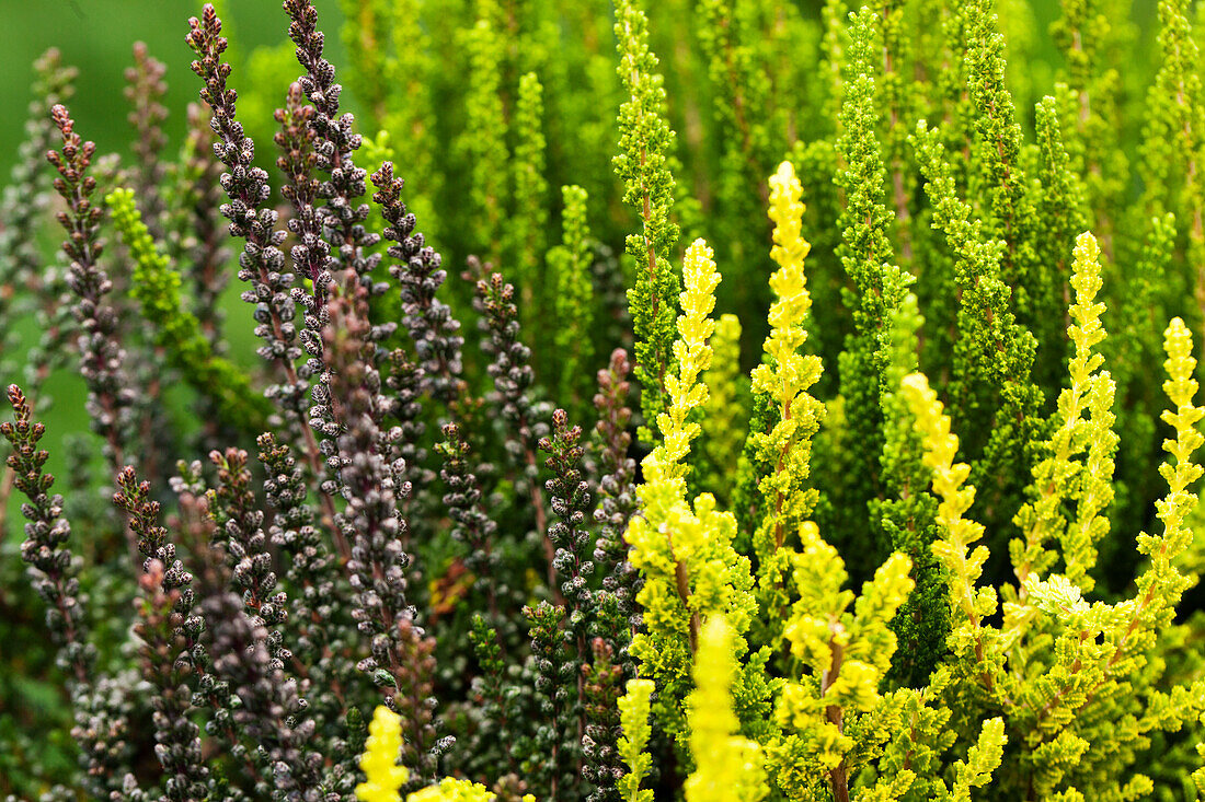 Calluna vulgaris Trio-Girls®