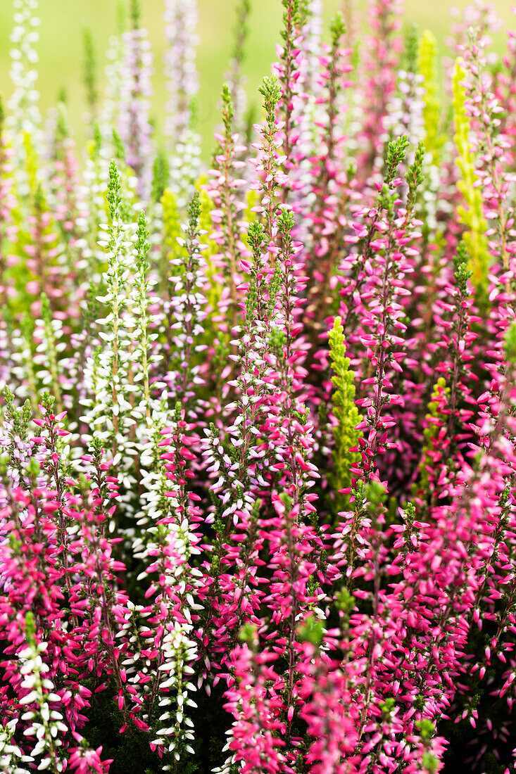 Calluna vulgaris Quinto-Girls®