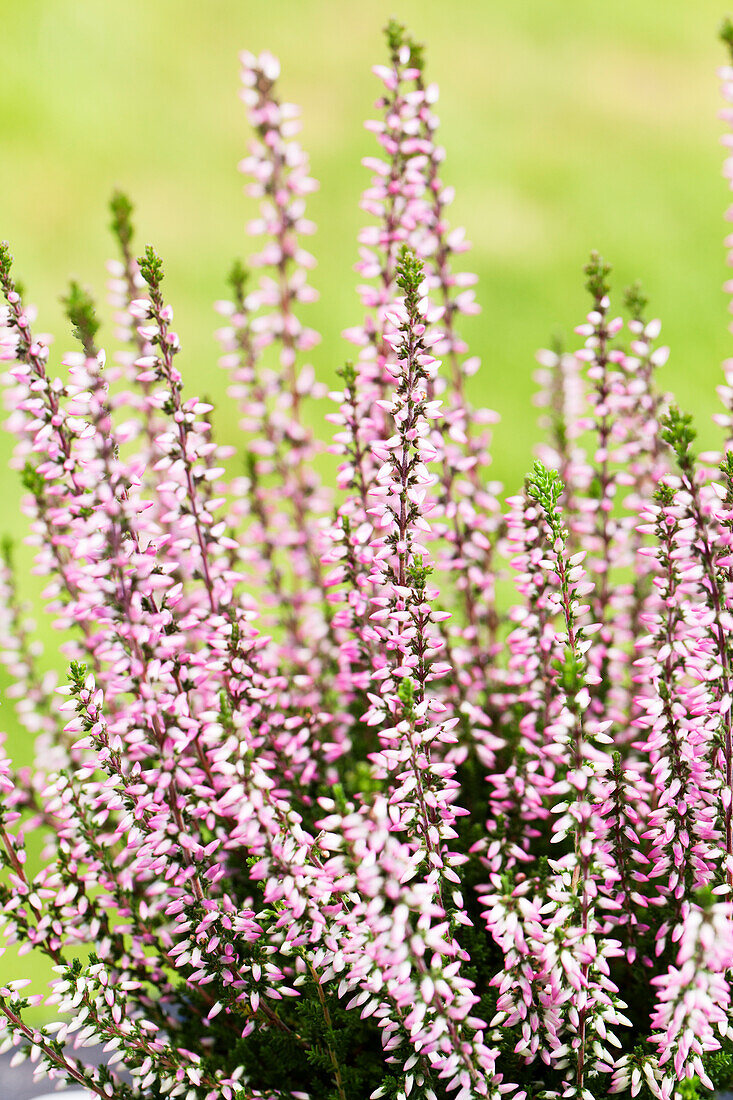 Calluna vulgaris Gardengirls® 'Susanne'