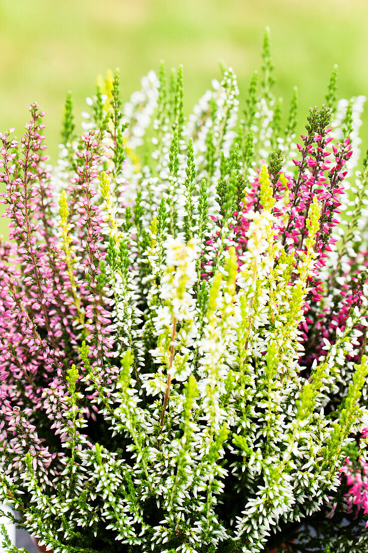 Calluna vulgaris Quattro-Girls®