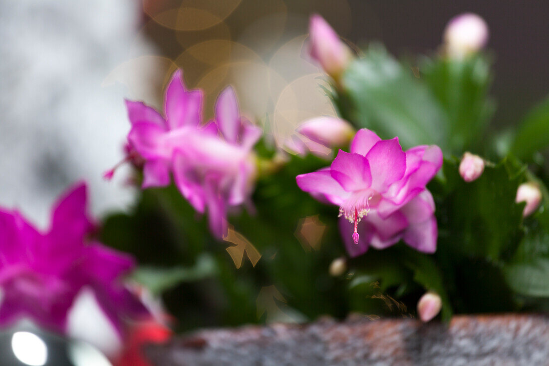 Schlumbergera bridgesii, rosa